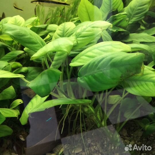 Аквариумное растение Анубис отдам бесплатно