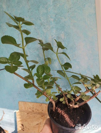 Мята домашняя