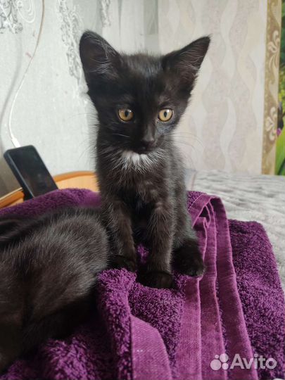 Кошки в добрые руки бесплатно