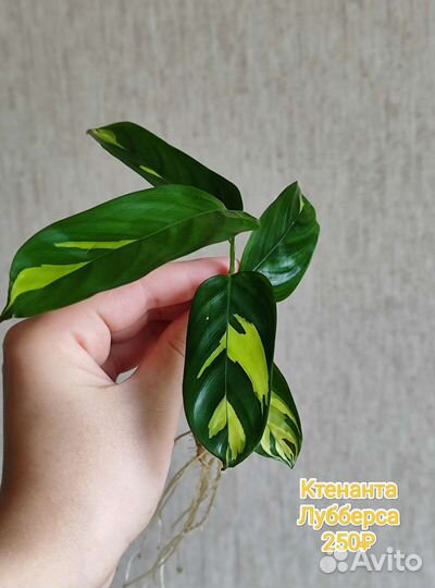 Филы, эпипремнум, фиттония