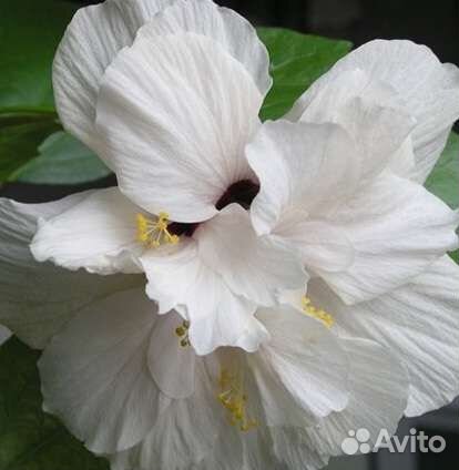 Гибискус белый, махровый