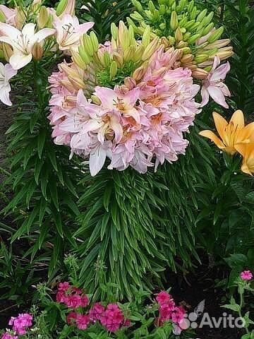 Лилия дерево от гибриды