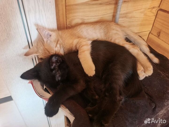 Милые котята