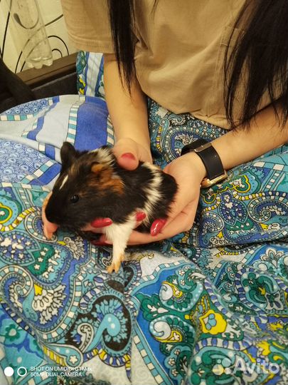 Морские свинки в добрые руки