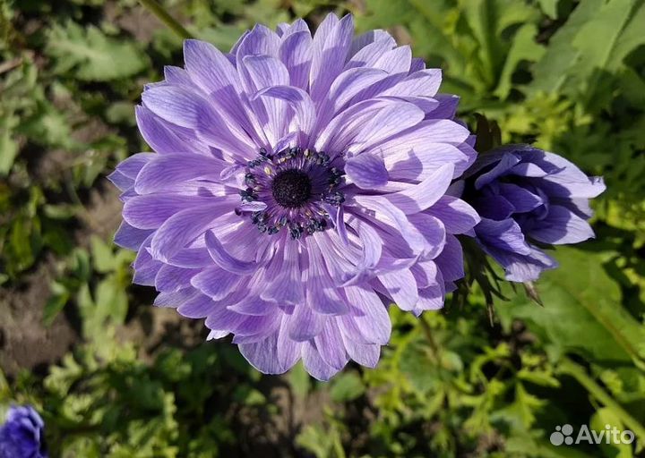 Анемона Лорд Лейтенант (клубни)