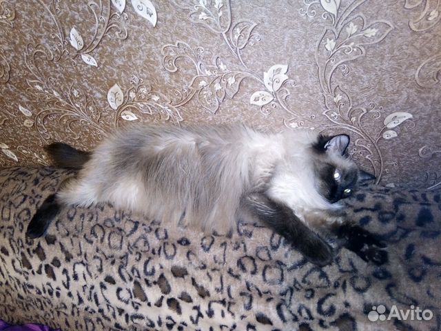 Авито новокузнецк кошки. А в ито новокузнецк котята. Авито новокузнецк кошки. Авито новокузнецк кошки. Дворянские котята.