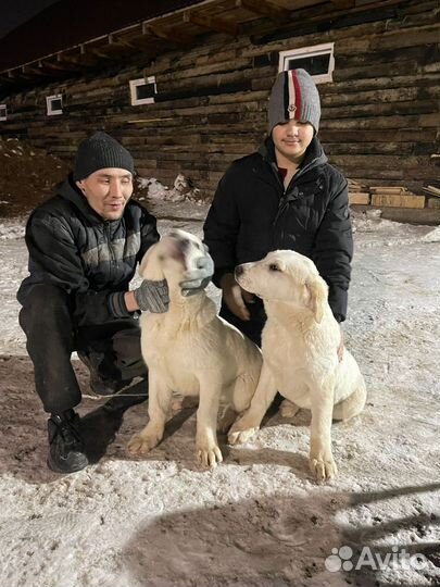 Семья алабаев