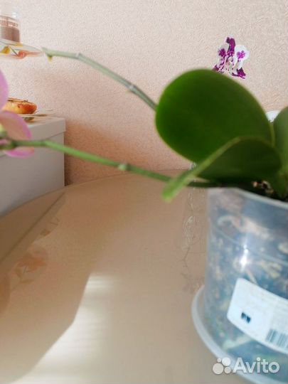 Орхидея фаленопсис пелорик
