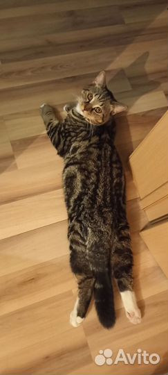 Британский кот вязка