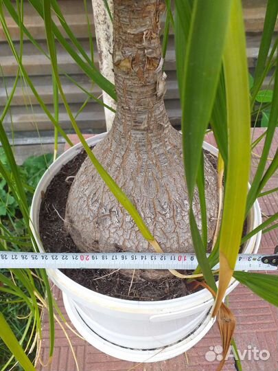Нолина пальма большая очень торг