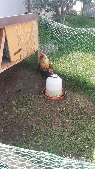 Породистый петух, молодой