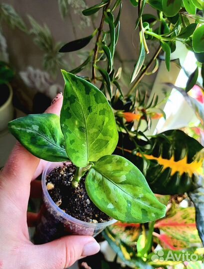 Аглаонемы Сортовые