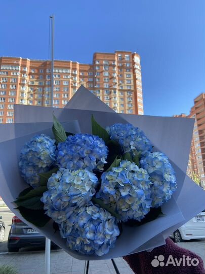 Гортензия 1-500