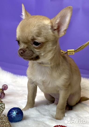 Лас Вегас мальЧиш