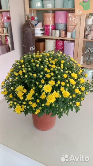 Хризантема мультифлора