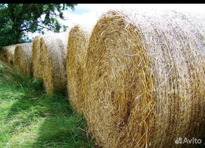 Сено солома