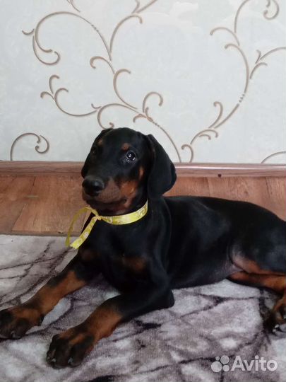 Щенки добермана