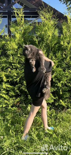 Вязка Мейн-кун