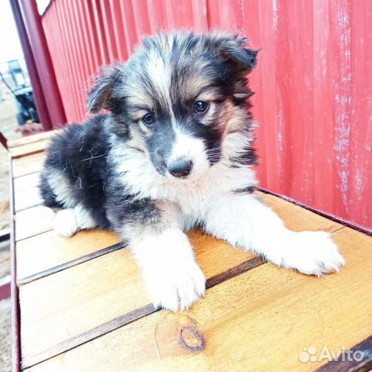 Отдадим в добрые руки щеночка. Девочка, 1,6 мес