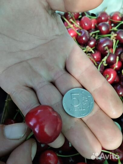 Черешня оптом Мелитополь