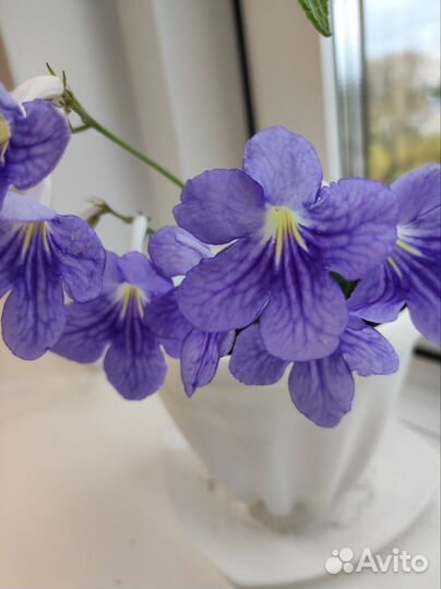 Стрептокарпус