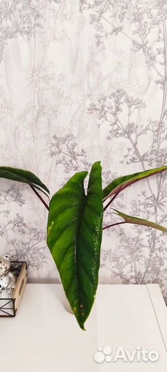 Алоказия скальпрум вариегатная