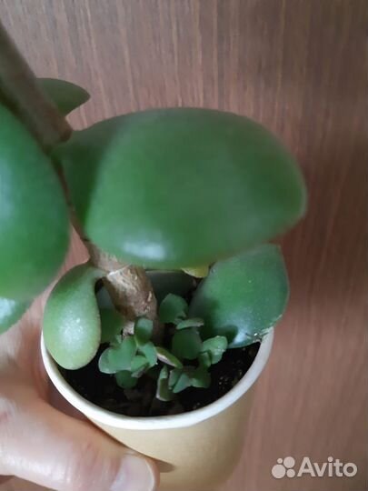 Крассула Толстянка разные