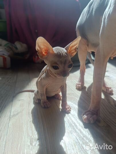 Донской сфинкс котенок