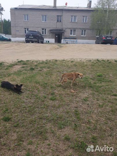 Маленькая собака в добрые руки бесплатно