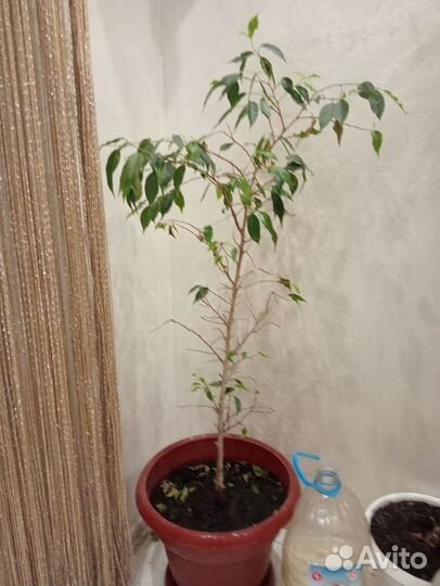 Бенджамина