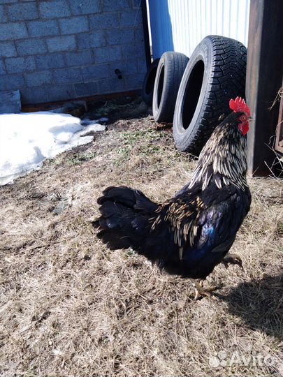 Молодые петухи