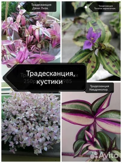 Традесканция кустики