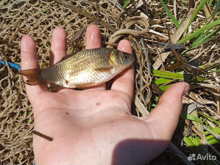 Живец карась