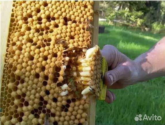 Трутневое молочко (гомогенат)