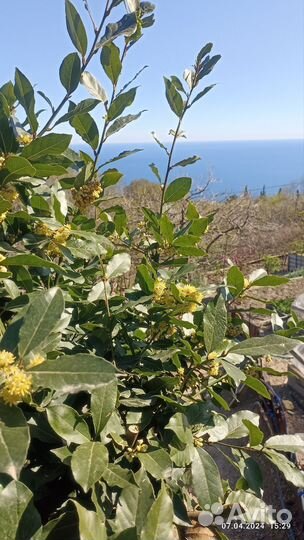 Лавровый лист (сухой)