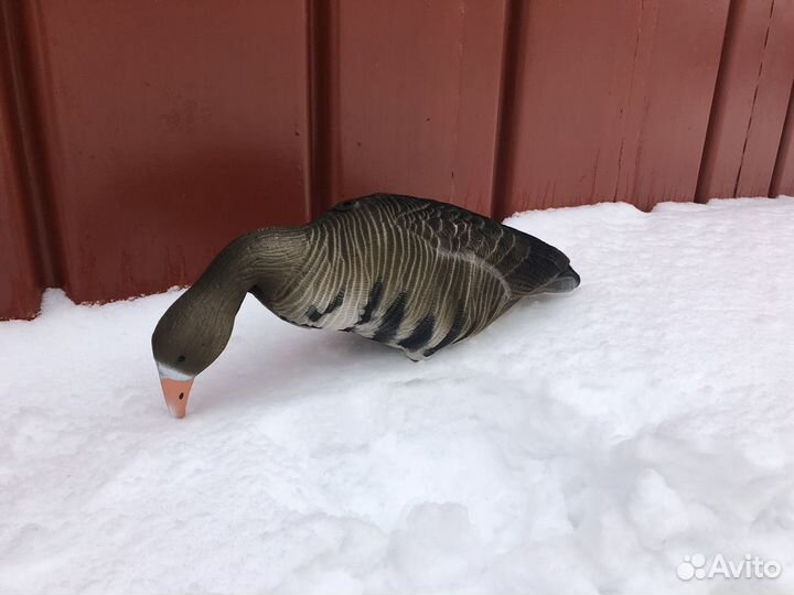 Белолобый густ, сминаемые чучела