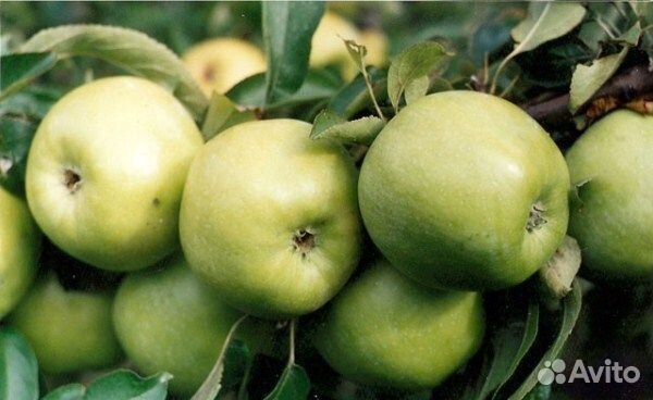 Черенки для прививки