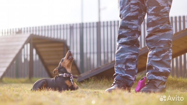 Дрессировка с Передержкой у Кинолога