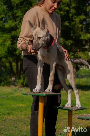 Щенок в добрые руки бесплатно
