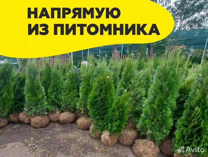 Туя смарагд