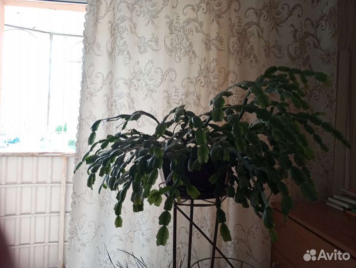 Декабрист с горшком