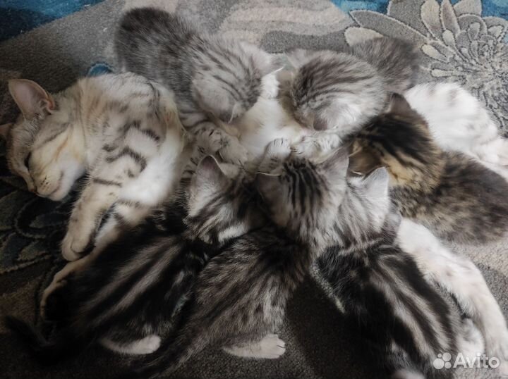 Британские котята