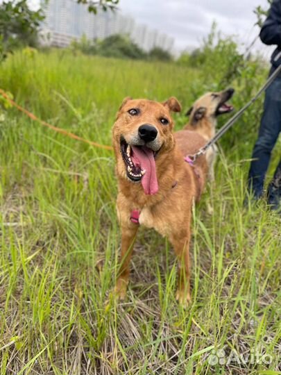Собака в добрые руки отдам бесплатно