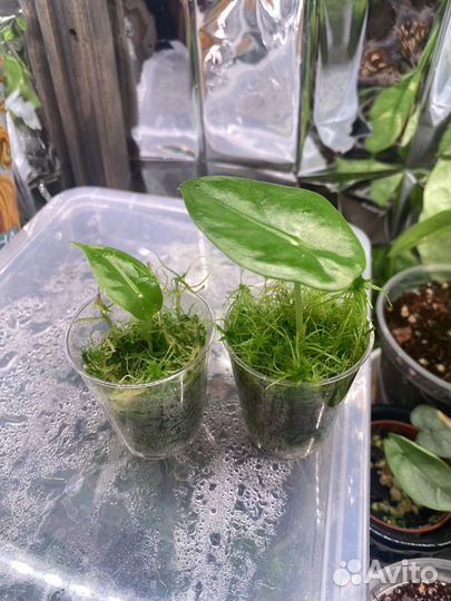 Алоказия лонгилоба