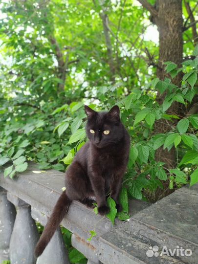 Черный и черно-белый котики ищут любящих хозяев