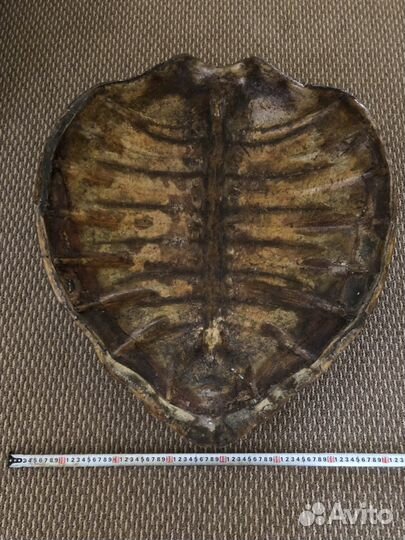 Панцирь морской черепахи(Африка)