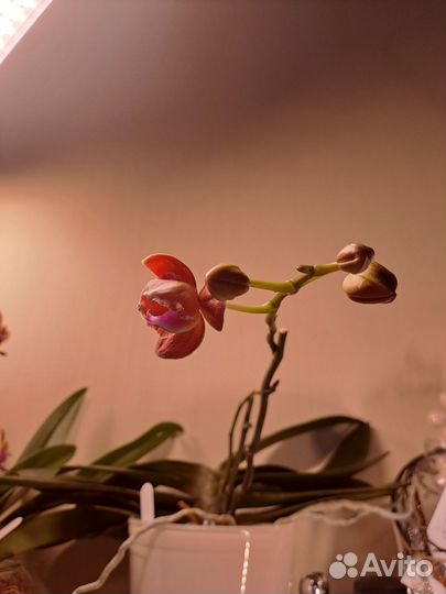 Орхидея фаленопсис Паприка бабочка