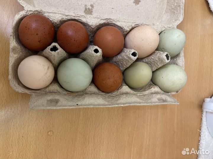 Цветные яйца разных пород на инкубацию