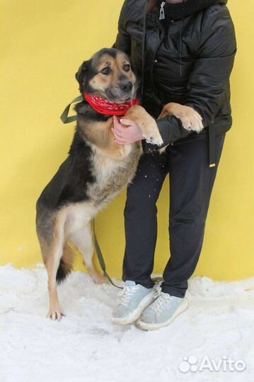 Спасите собаку из приюта