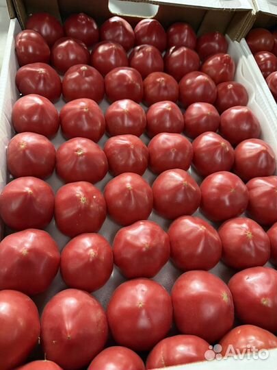 Помидоры оптом